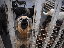 Вид на жительство для Шарика: для чего иностранцы забирают животных из российских приютов?