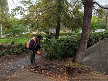 Живую изгородь Петрозаводска «обрежут на пень»