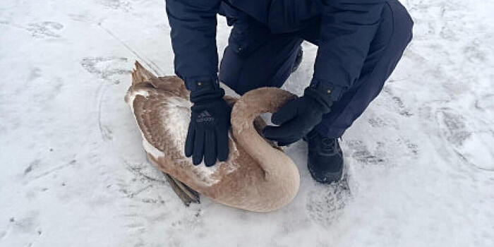 Замерзшего на льду Невской губы лебедя спасли полицейские в Петербурге