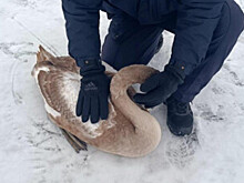 Замерзшего на льду Невской губы лебедя спасли полицейские в Петербурге