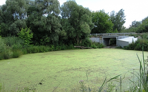 Воронежские реки стремительно мелеют