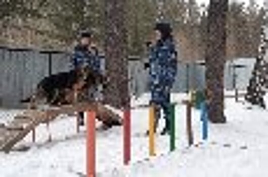 Большой объем работ был произведен в племенном питомнике ГУФСИН России по Свердловской области 