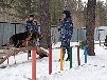 Большой объем работ был произведен в племенном питомнике ГУФСИН России по Свердловской области 