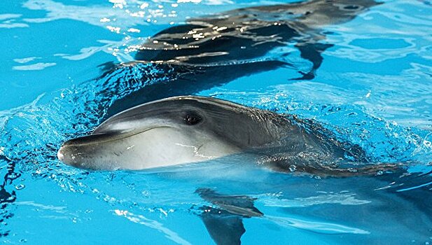 На берег Крыма выбросило мертвых дельфинов и осетров