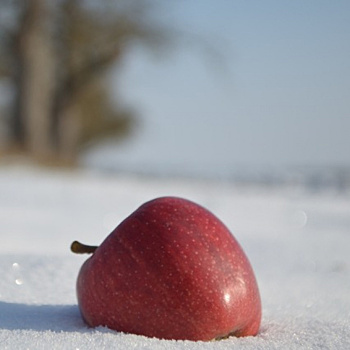 Нужно ли сохранять снег под плодовыми деревьями весной: правда и мифы о снеговании почвы