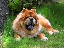 Сколько живут чау-чау в домашних условиях