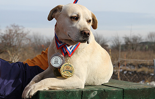 Спасать людей не покладая лап