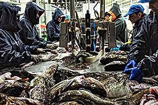 Кронштадтский морской завод запустит рыбопереработку