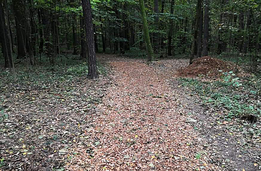 Жители Коптева обсудили, зачем дорожки в лесу посыпают опилками