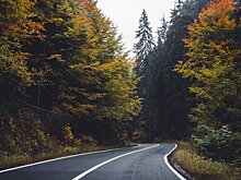 Учёные выяснили, что волки делают автомобильные дороги безопаснее