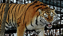 Имя для спасенной тигрицы выберут жители села Филипповка