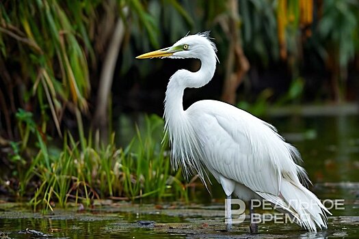 В Татарстане создадут заказник "Места гнездования большой белой цапли"
