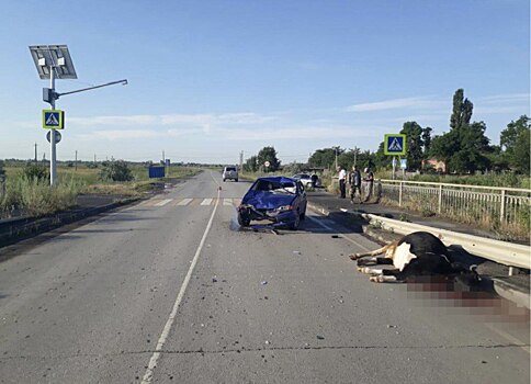 Есть пострадавшие: в Ростовской области столкнулись машина и корова
