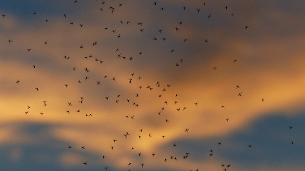 Ученые выяснили, что количество насекомых в мире сокращается