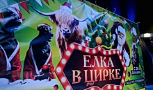 Символ 2021 года вышел на арену цирка в Волгограде