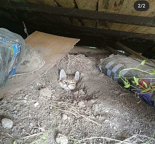 Кеска: Под Калининградом дачный дом подняли домкратом, вытаскивая котёнка из крысиной норы