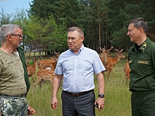 Олени, маралы, косули: еще 10 000 голов дичи выпустили донские питомники в охотхозяйства региона