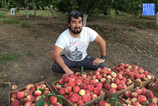 Фермер из Дагестана организовал продажу фруктов прямом эфире