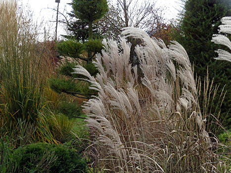 Такого я от них не ожидала: настоящая золотая злаковая осень