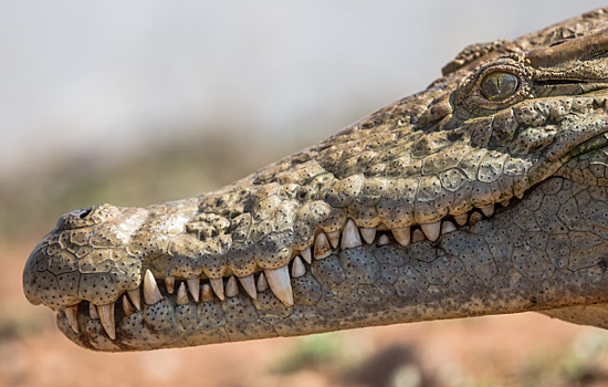 На Ямайке крокодил набросился на принимавшего душ мужчину