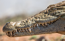 На Ямайке крокодил набросился на принимавшего душ мужчину