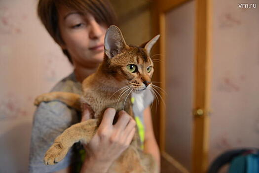 Итальянцы кормят своих собак пиццей, а чехи содержат в специальных гостиницах