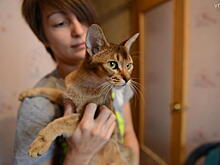 Итальянцы кормят своих собак пиццей, а чехи содержат в специальных гостиницах