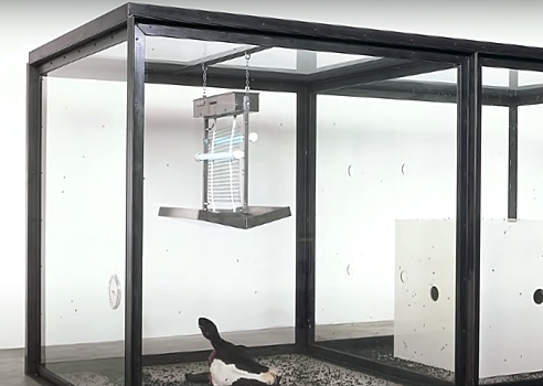 В Германии убрали инсталляцию с мухами из-за зоозащитников