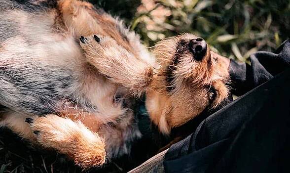 В Москве состоится благотворительный фестиваль в поддержку животных из приютов