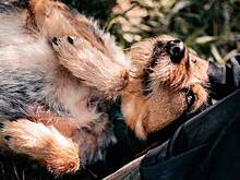 В Москве состоится благотворительный фестиваль в поддержку животных из приютов