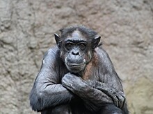 Почему шимпанзе «воюют» друг с другом?