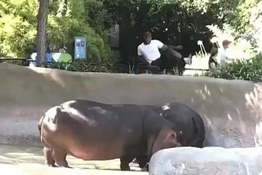 Посетитель зоопарка отшлепал бегемота