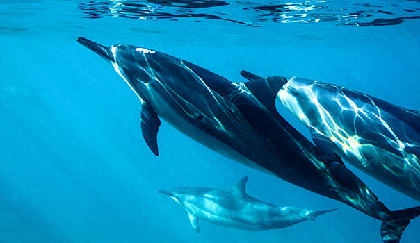 Как дельфины и киты спят под водой?