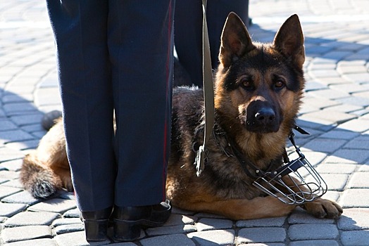 День фронтовой собаки отпразднуют в Музее Победы