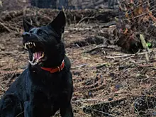 На Урале женщина выплатит компенсацию за нападение своего пса на ребенка