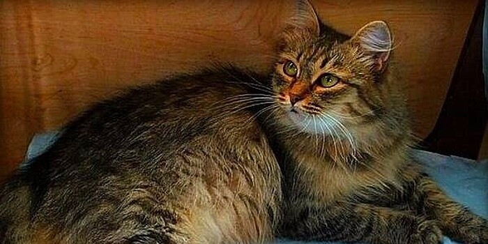 Умерла самая старая кошка в России