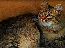 Умерла самая старая кошка в России