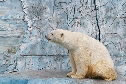 Екатеринбургским медведям к Новому году подарили яблочные «леденцы»