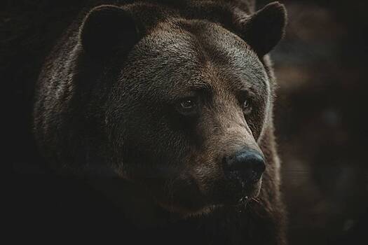 Медведь съел молодого альпиниста