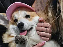 Роскачество намерено утвердить ГОСТ на pet-friendly туризм