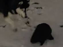 Столичная прокуратура начала проверку после гибели бобра при нападении хаски