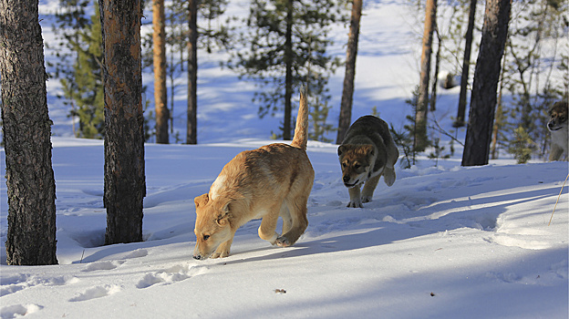 Стало известно, сколько власти готовы платить за отлов бездомных собак в Салехарде