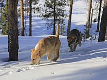 Стало известно, сколько власти готовы платить за отлов бездомных собак в Салехарде