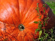 Майор из Магнитогорска вырастила 40-килограммовую тыкву