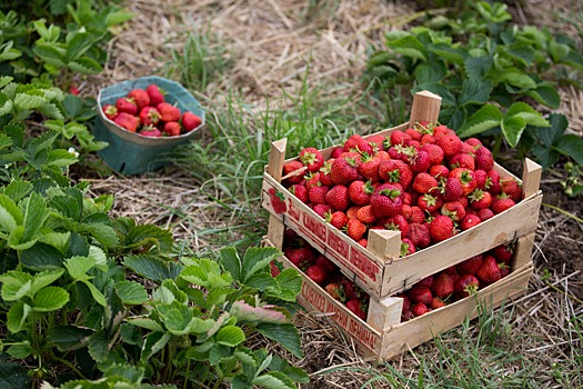 Урожай плодово-ягодных культур на Ставрополье в 2,5 раза превысил прошлогодний