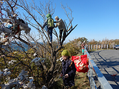 Молодёжный десант Анапы спас реликтовые растения от ленточек желаний