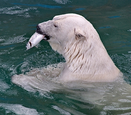 Спасение от жары: челябинский зоопарк устроил &ldquo;рыбалку&rdquo; для белых медведей