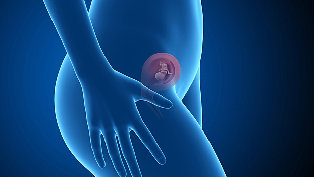 7-я неделя беременности: что происходит с плодом