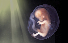 Эмбриональным развитием научились управлять при помощи света