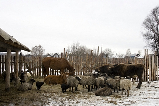 В Нижегородской области определены фермеры-победители конкурса на получение грантов